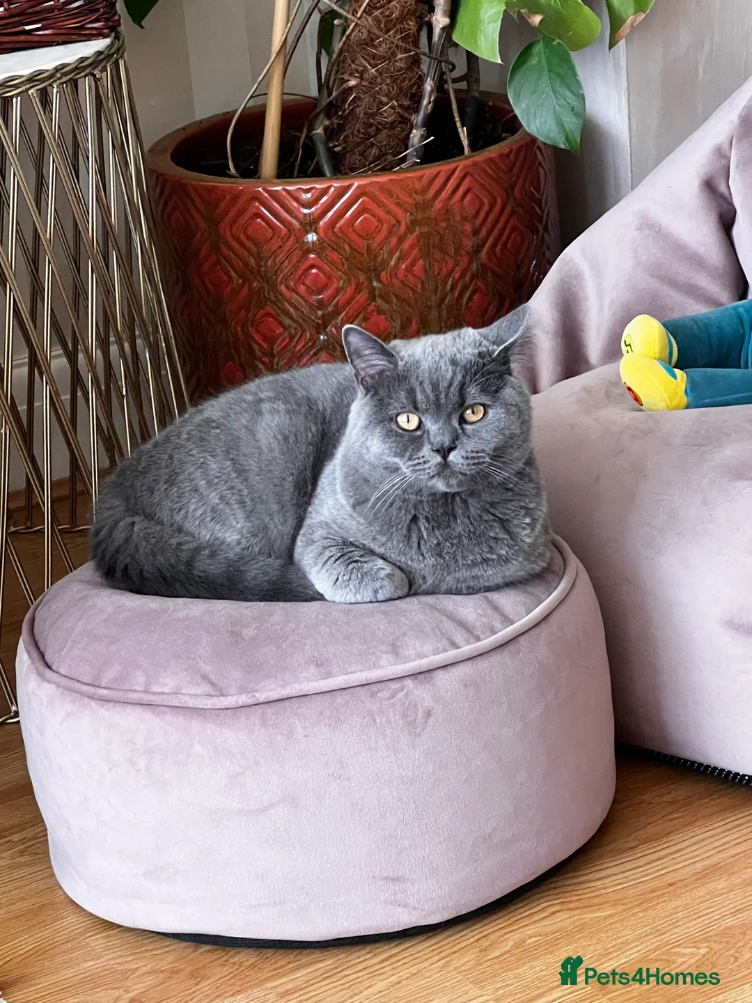 British Shorthair cats for sale: British Short hair - 2 males, 6 months - Advert 2