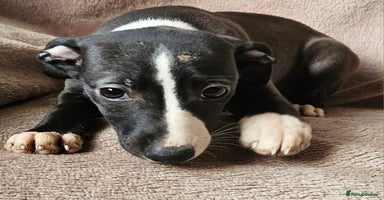 Whippet dogs - Advert 13