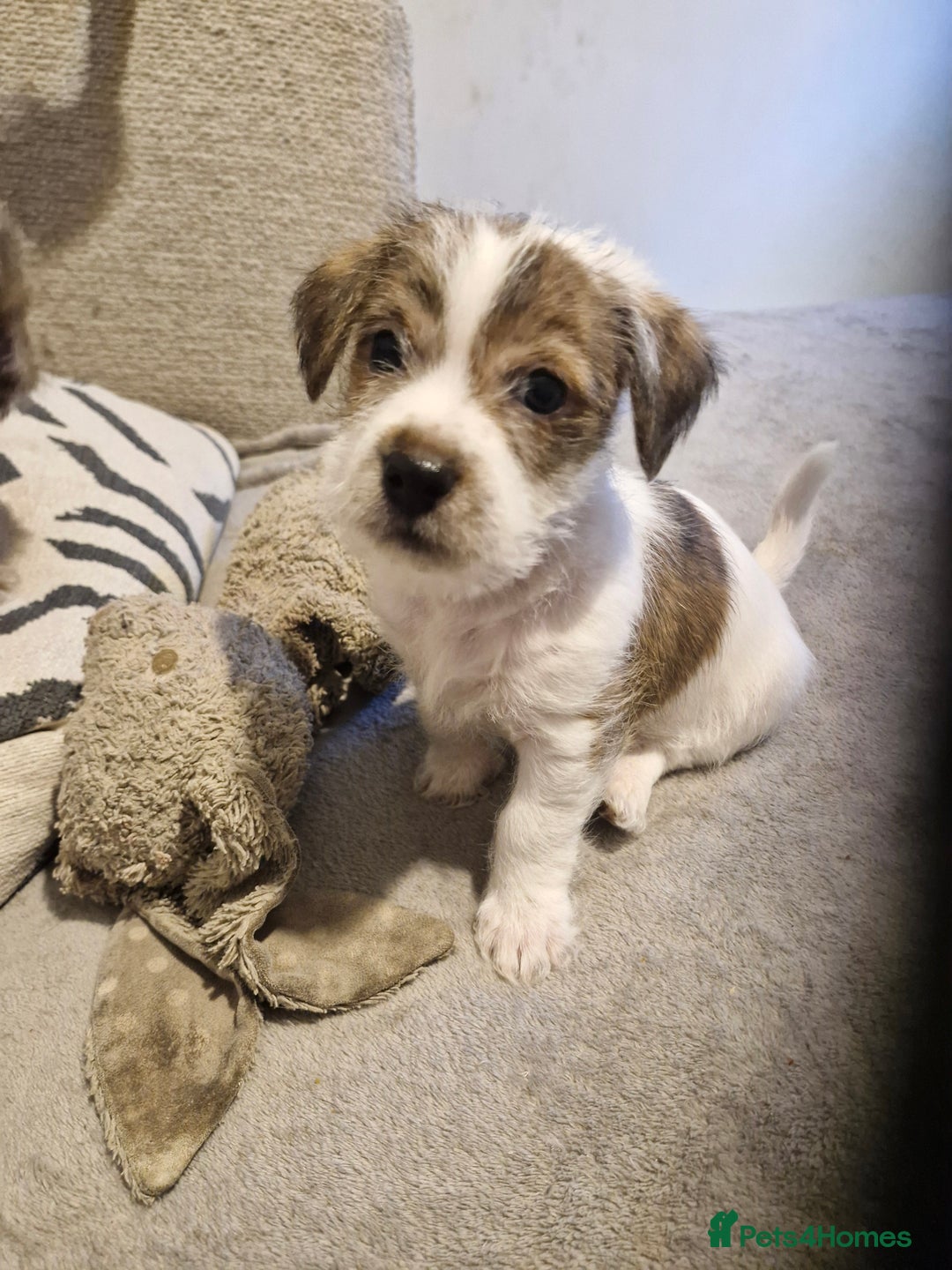 Mixed Breed dogs for sale: 3 beautiful malshi x Jack russell cross puppies  - Advert 5