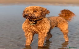 Goldendoodle dogs for stud: Showstopper Goldendoodle for stud - Image 5