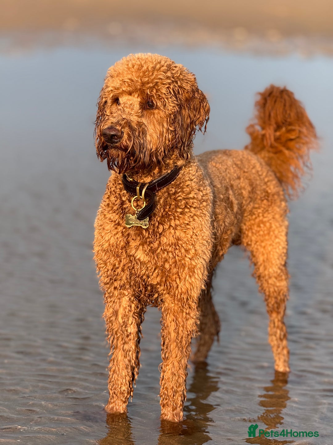 Goldendoodle dogs for stud: Showstopper Goldendoodle for stud - Image 5