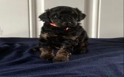 Cockapoo dogs for sale: 5 cockapoo puppies - Image 8