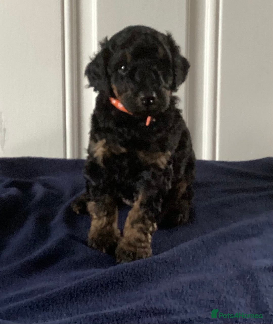 Cockapoo dogs for sale: 5 cockapoo puppies - Image 8