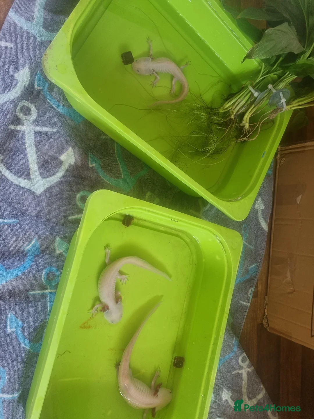 Axolotl reptiles for sale: 3 Axolotls and 4ft tank - Advert 2