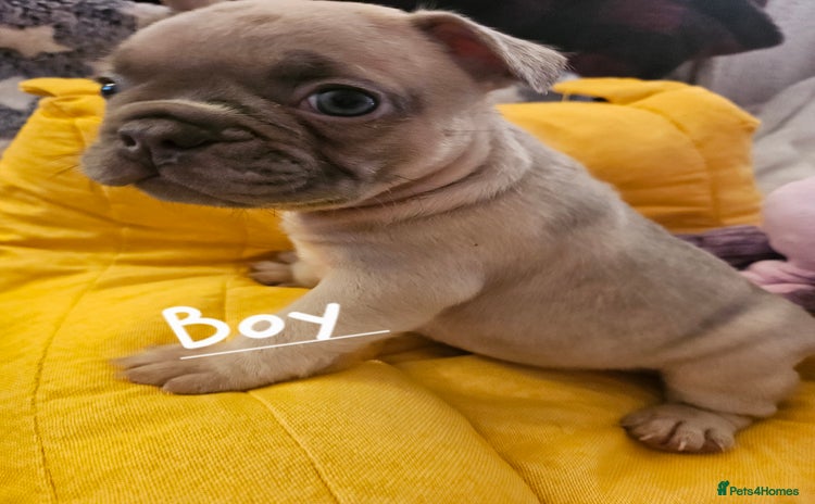 French Bulldog dogs - Advert 15