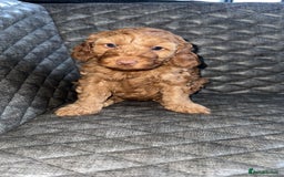 Cockapoo dogs for sale: 6 cockapoo F1 puppies seeking their forever homes - Advert 20