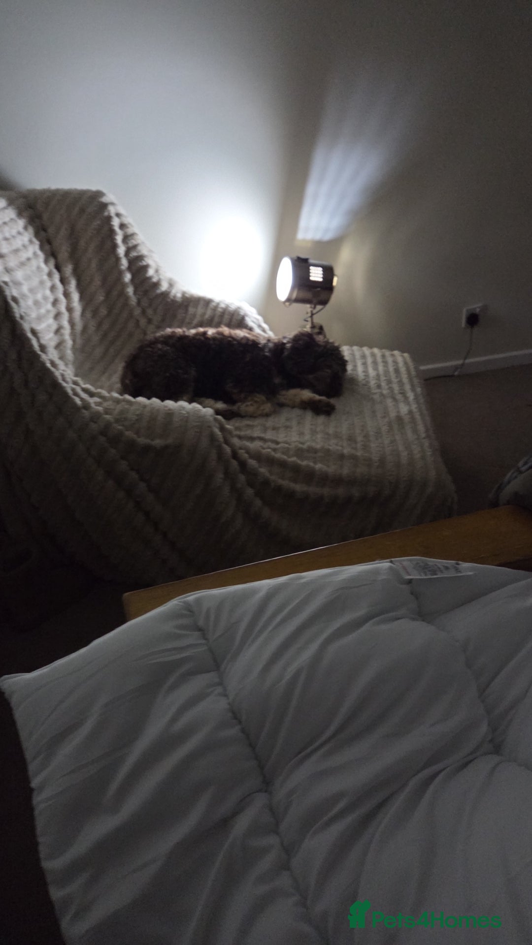 Cockapoo dogs for sale: Cockapoo READY NOW - Advert 5