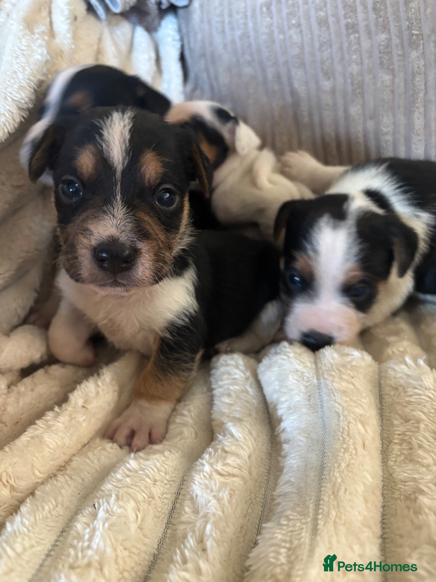 Mixed Breed dogs Gorgeous little Parson x Jack Russell babies  - Advert 13
