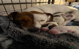 Parson Russell dogs for sale: 3 Male Parson Jack Russell’s for sale  - Image 2