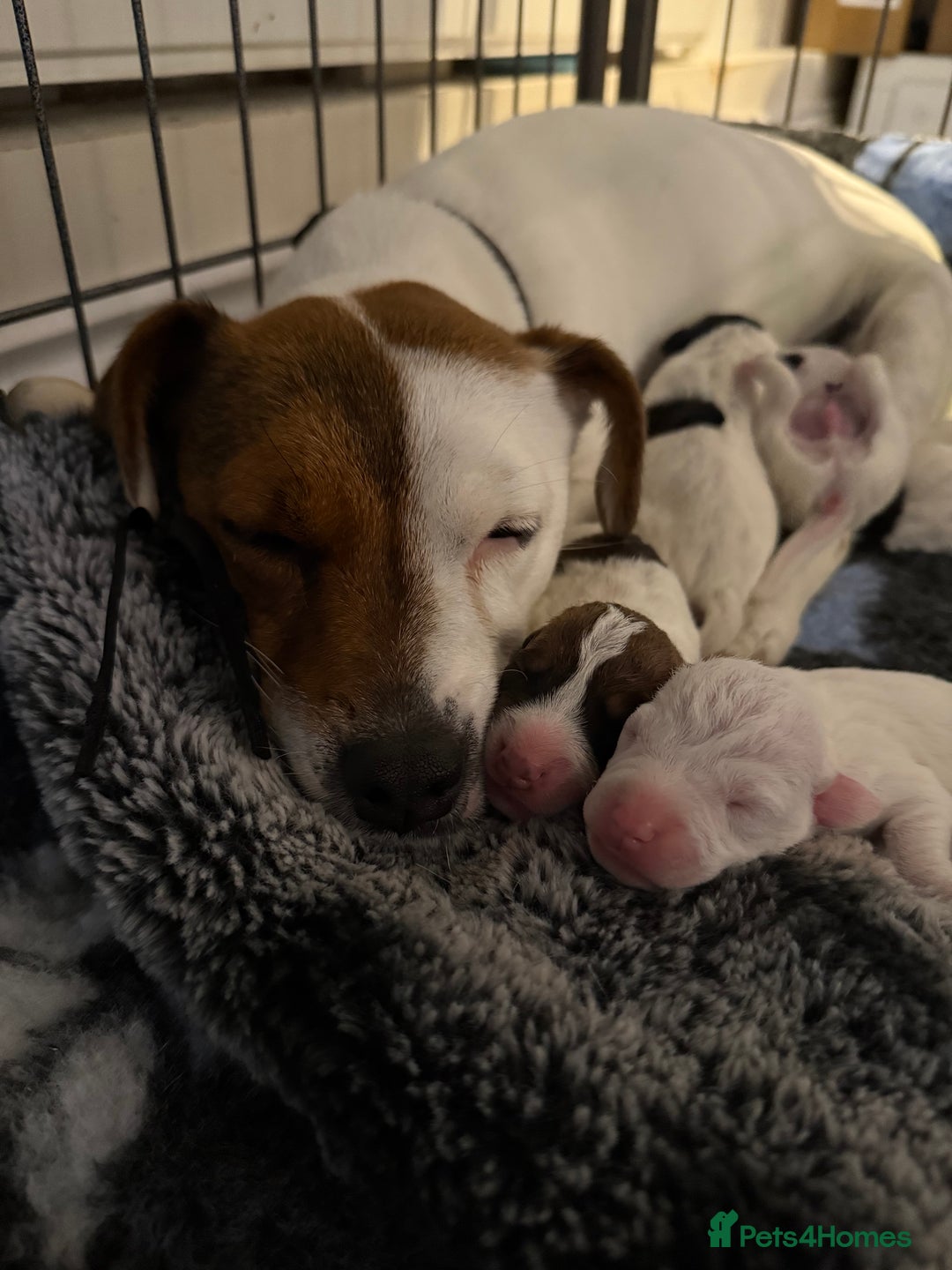 Parson Russell dogs for sale: 3 Male Parson Jack Russell’s for sale  - Image 2