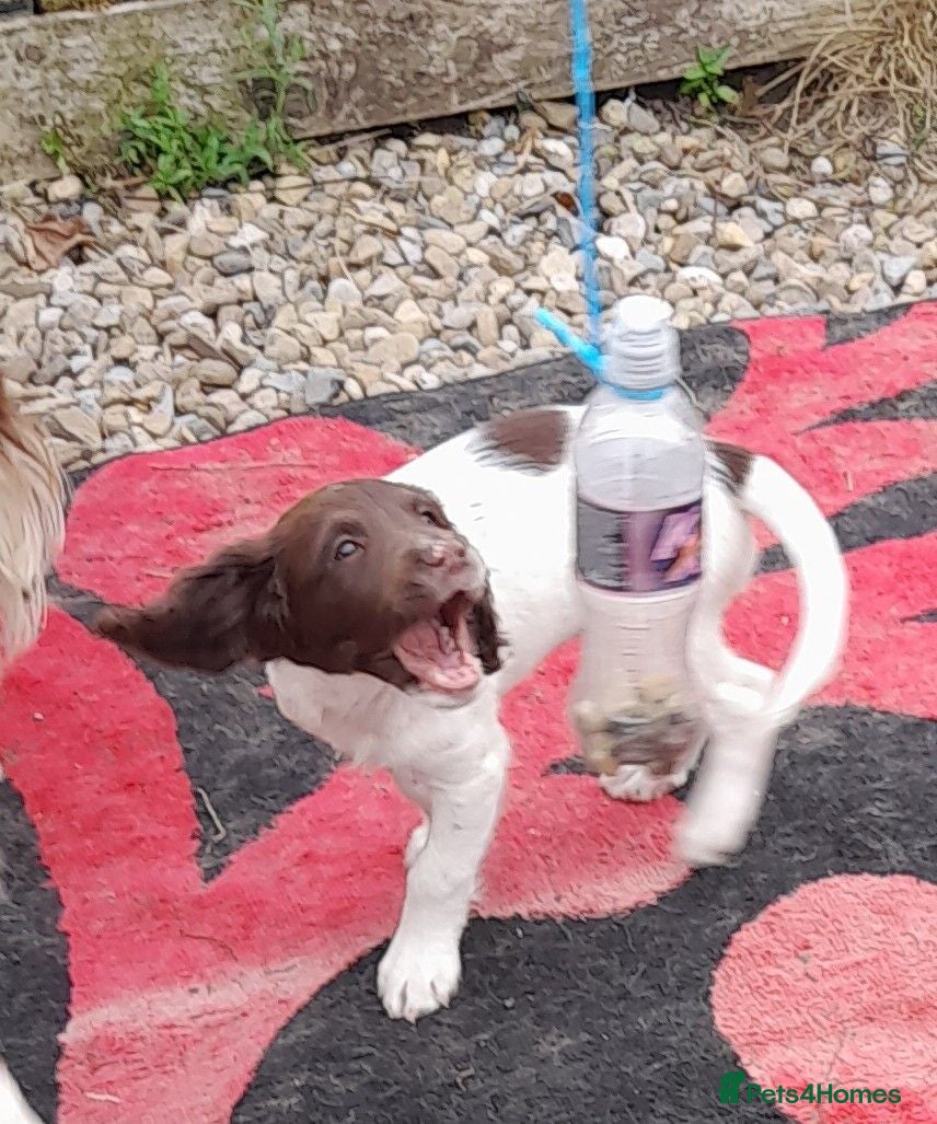 English Springer Spaniel dogs Gorgeous English Springer Spaniels Puppies - Advert 1