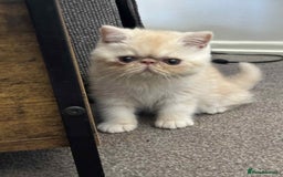 Exotic cats for sale: Exotic kiittens - Image 5