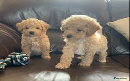 Poochon dogs for sale: Gorgeous Poochon puppies  - Image 9
