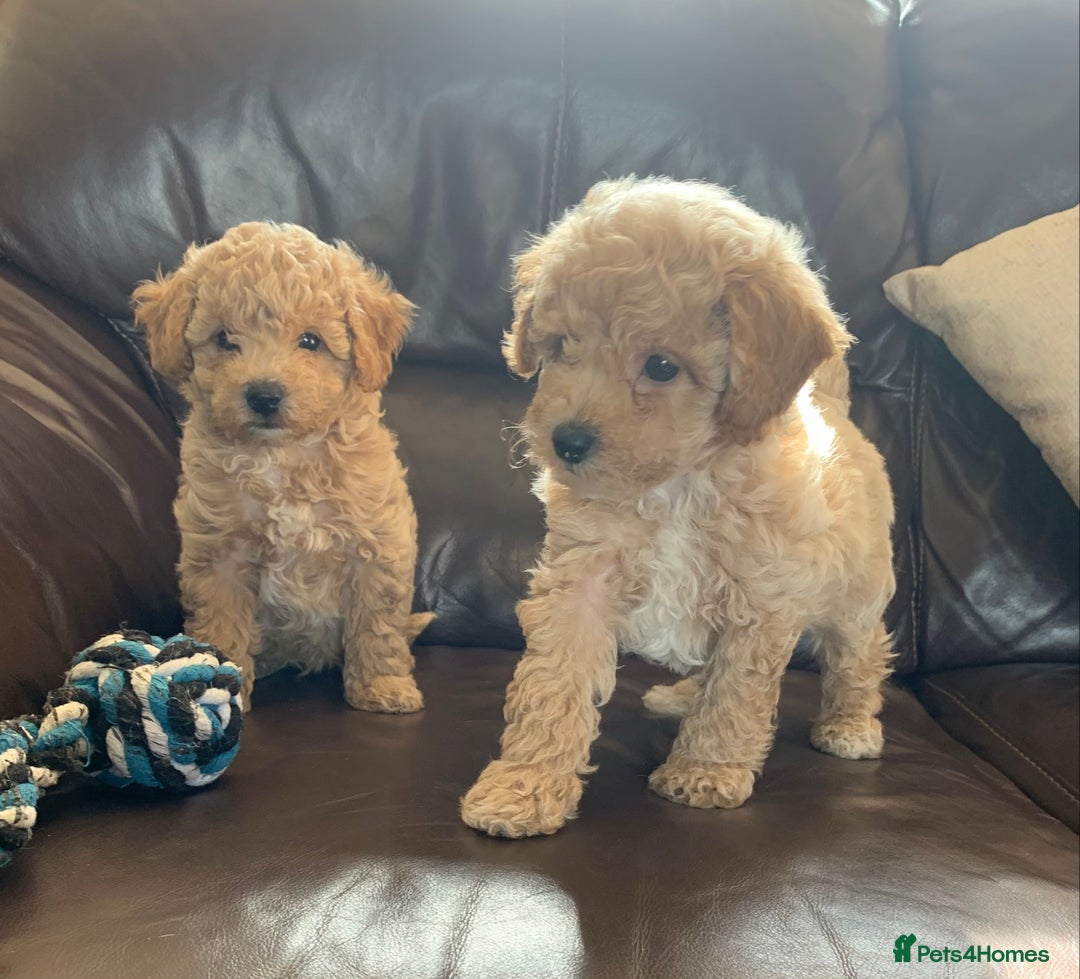Poochon dogs for sale: Gorgeous Poochon puppies  - Image 9