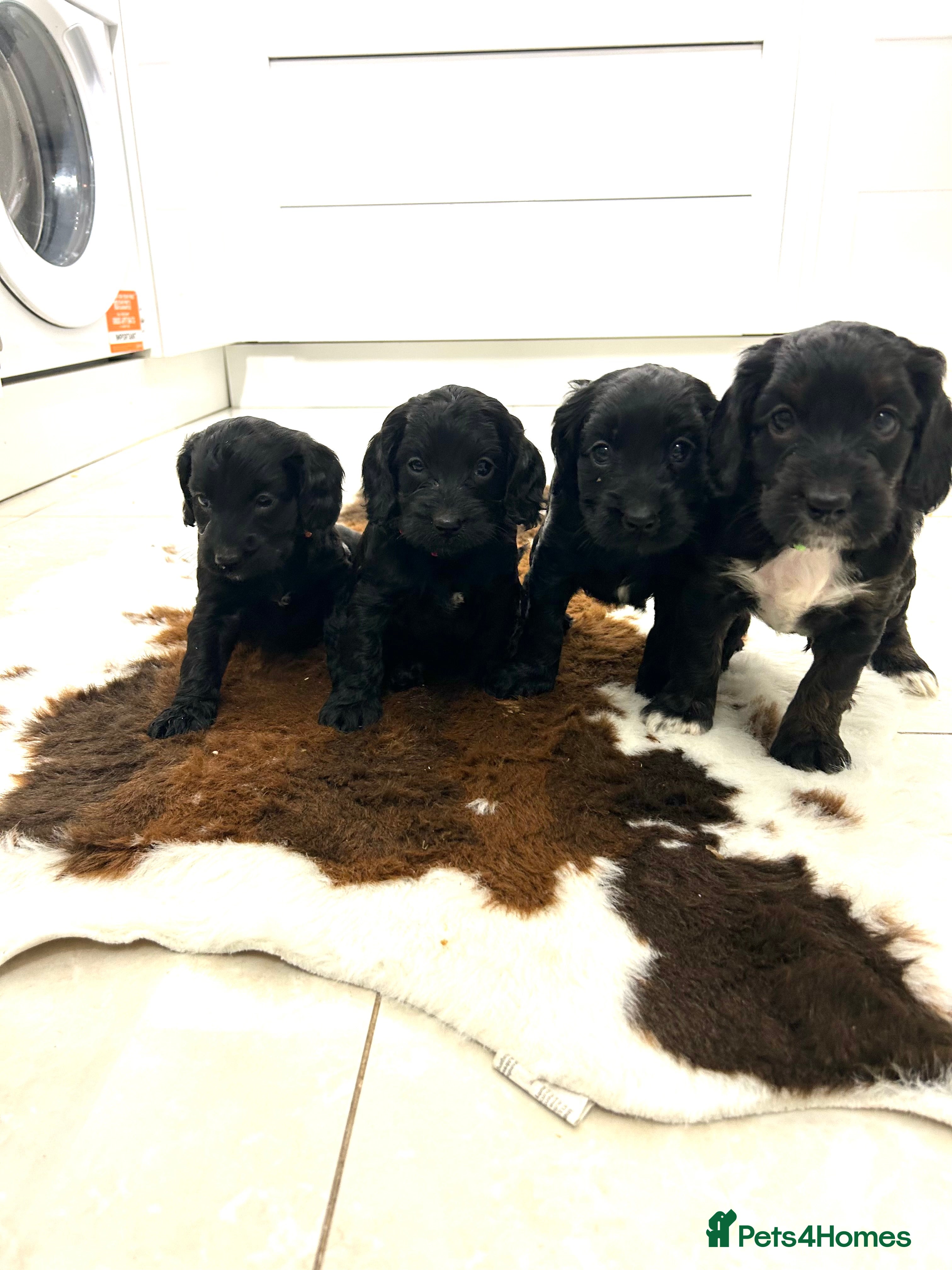 Cockapoo dogs Beautiful cockapoos  - Advert 2