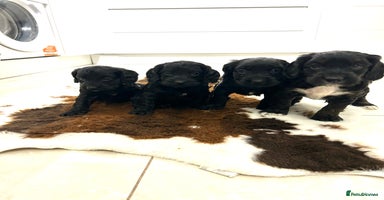 Cockapoo dogs Beautiful cockapoos  - Advert 4