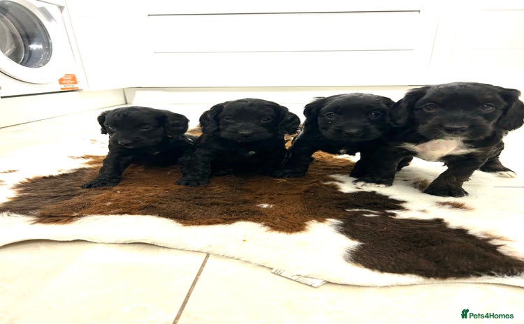 Cockapoo dogs Beautiful cockapoos  - Advert 16