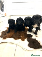 Cockapoo dogs Beautiful cockapoos - Advert 2