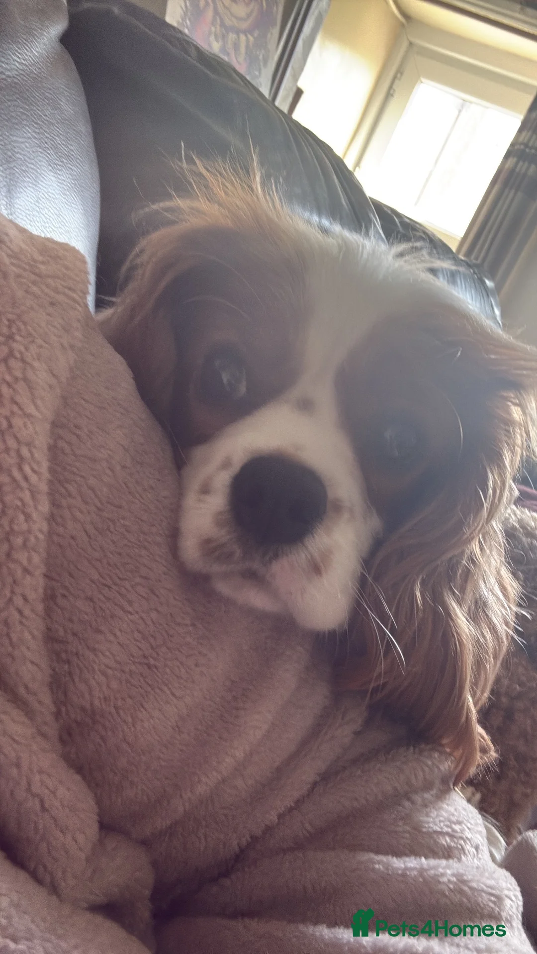 Cavapoo dogs for sale:  cavapoo x cavalier King Charles spaniel - Advert 40