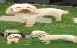 Cockapoo dogs for sale: Stunning F1 cockapoo puppies  - Image 9