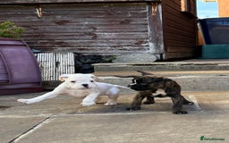 Boxer dogs for sale: Quality Boxer Puppies - Image 21