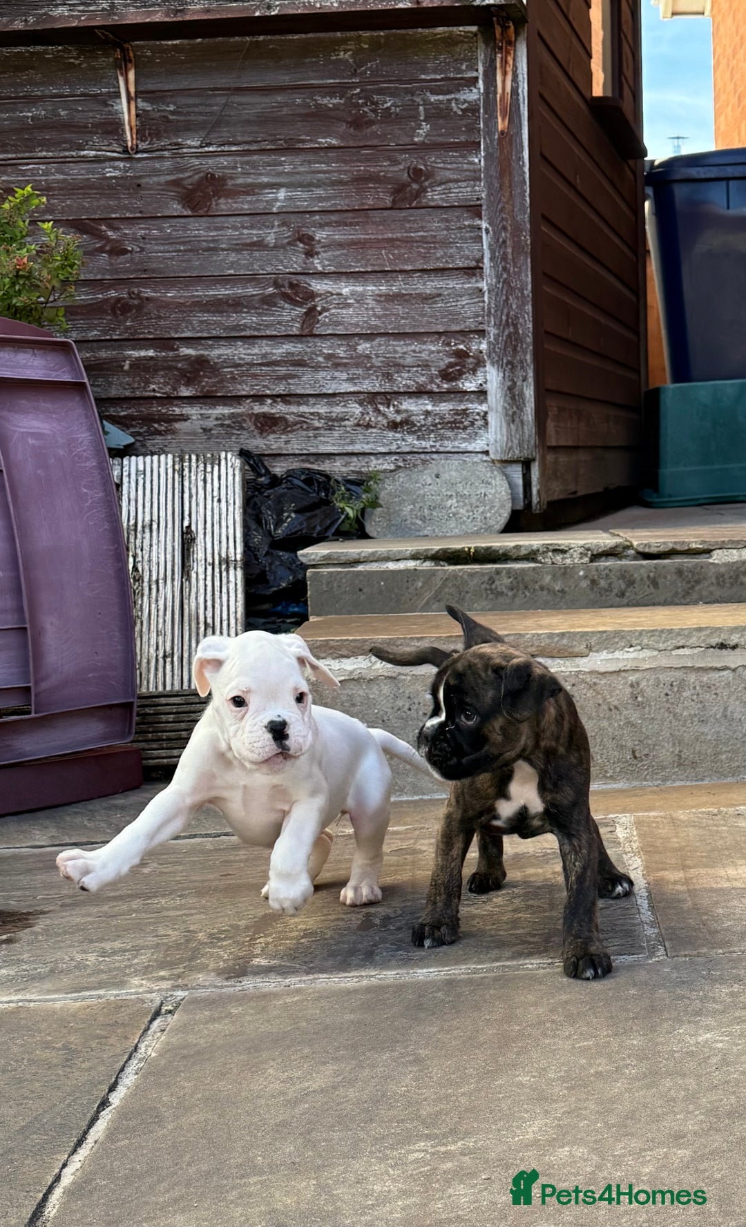 Boxer dogs for sale: Quality Boxer Puppies - Image 21