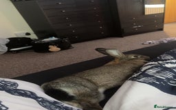 Mixed Breed rabbits for sale: Female mixed breed rabbit  - Advert 5