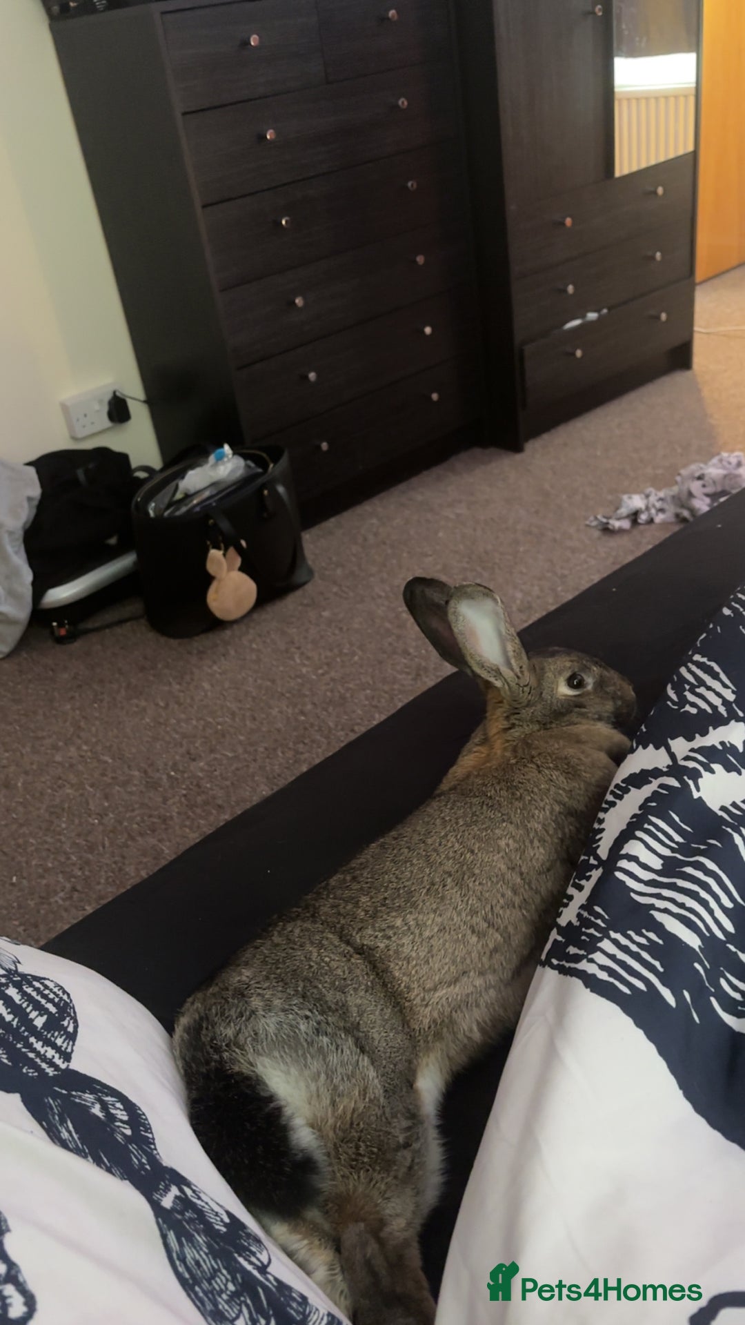 Mixed Breed rabbits for sale: Female mixed breed rabbit  - Advert 5