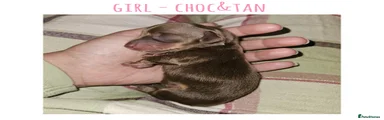 Miniature Dachshund 5