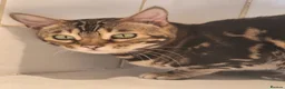 Bengal cats for sale: Tica Bengal Chocolate Marbled April speyed female - Advert 3