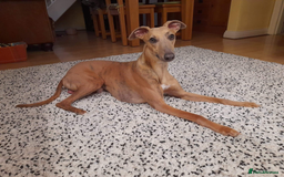 Whippet dogs for stud: PEDIGREE KC REGISTERED WHIPPET AT STUD in Salisbury - Image 6