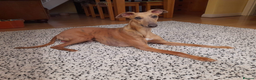 Whippet dogs for stud: PEDIGREE KC REGISTERED WHIPPET AT STUD in Salisbury - Advert 6