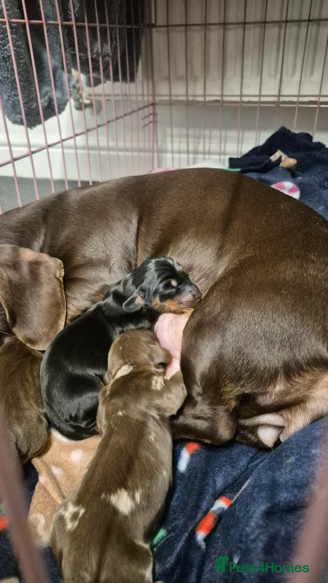 Dachshund dogs for sale: Tom dicky and harriet - Advert 6