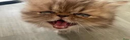 Persian cats for sale: Beautiful PURE Persian Kittens 5 Available  🐾❤️ - Advert 13