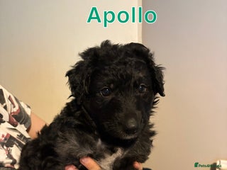 German Shepherd dogs - Advert 28