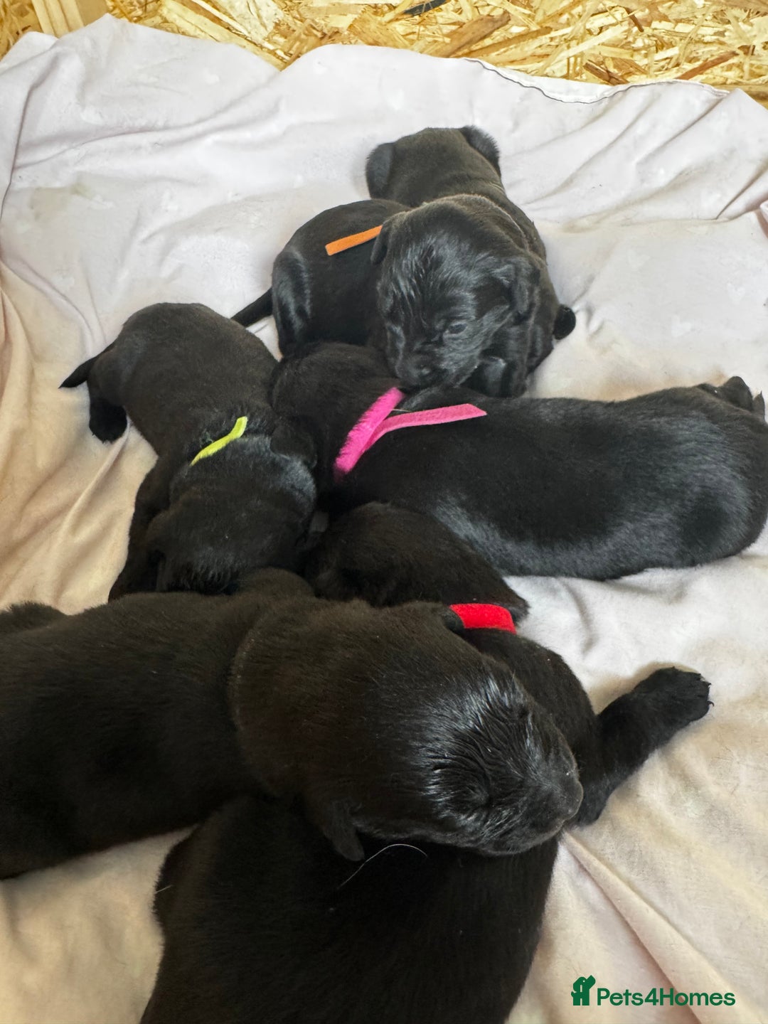 Labrador Retriever dogs for sale: Black lab puppies for sale - Image 3
