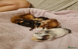 Guinea Pig rodents for sale: Beautiful Baby boy guinea pigs  - Image 3