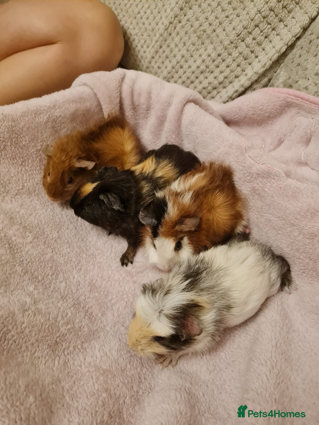 Guinea Pig rodents for sale: Beautiful Baby boy guinea pigs  - Image 3