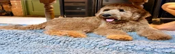 Mixed Breed dogs for sale: 6 month old Mini Pyredoodle  - Advert 1