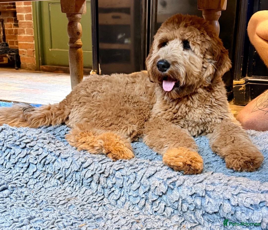 Mixed Breed dogs for sale: 6 month old Mini Pyredoodle  - Advert 1