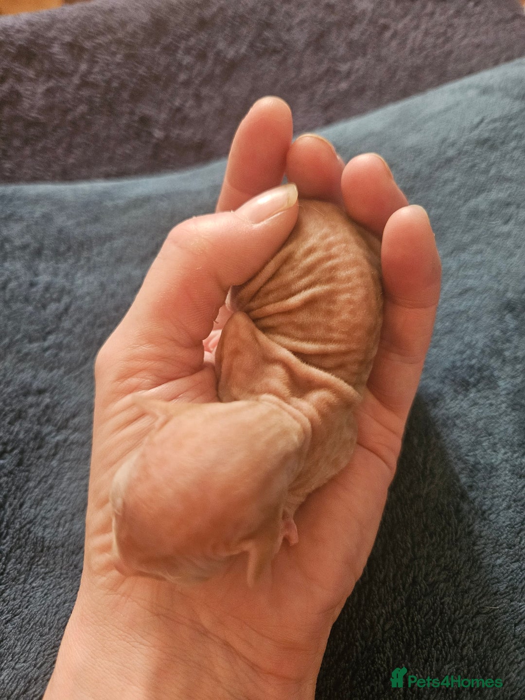 Sphynx cats for sale: Rare red tabby sphynx  - Image 5