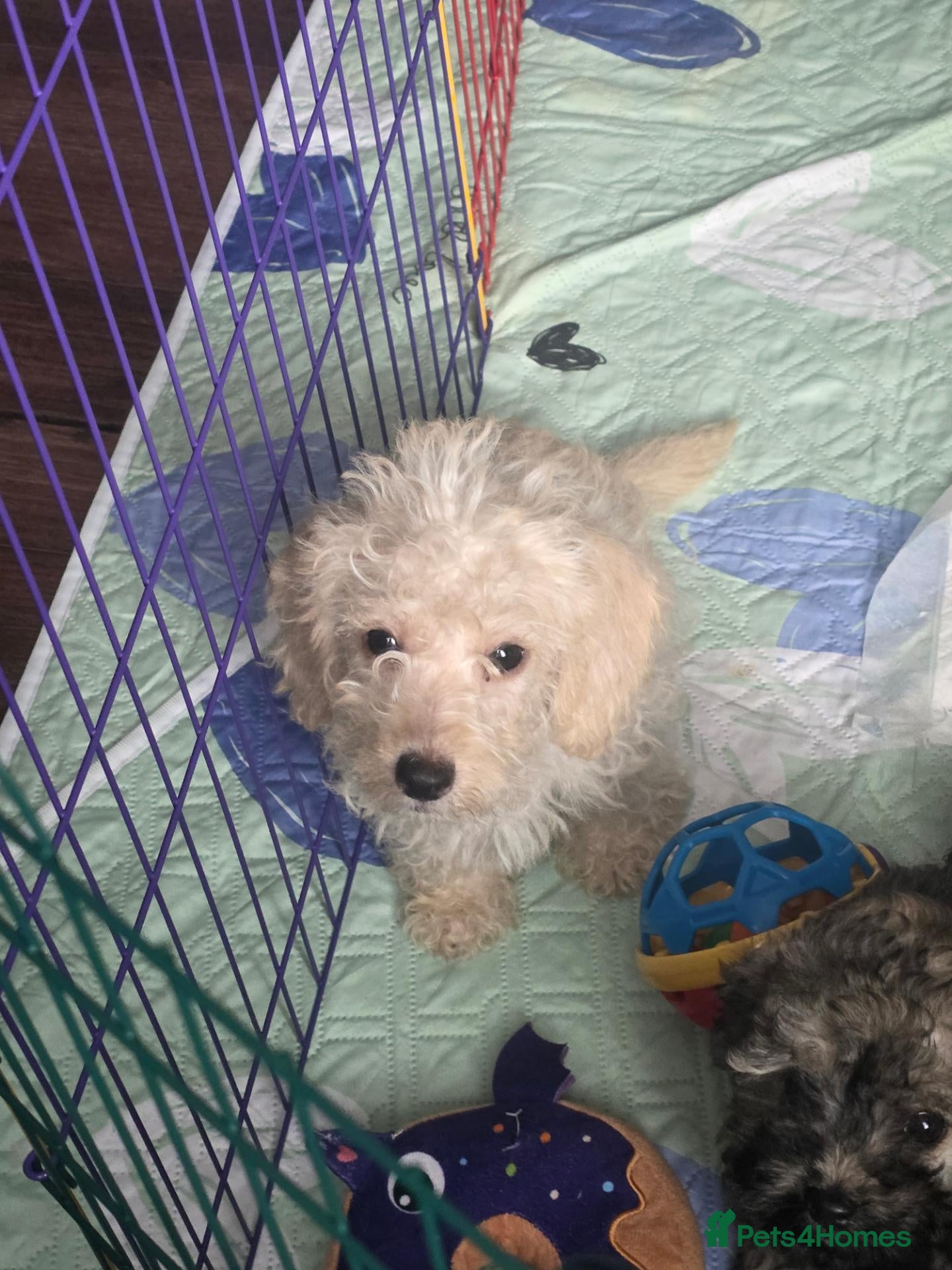 Jackapoo dogs Toy poodle 3/4 puppies  - Advert 4