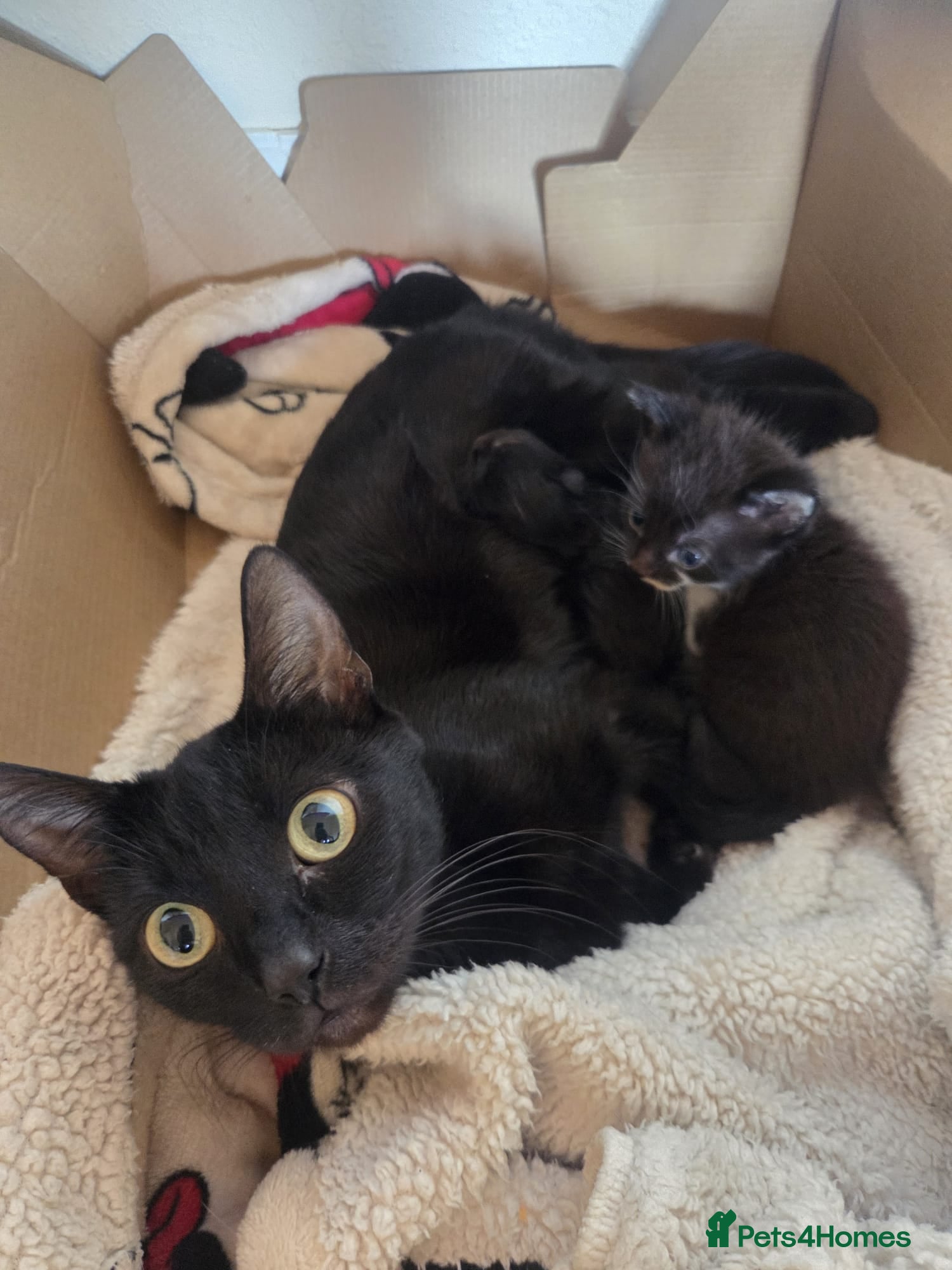 Mixed Breed cats Black and white kittens  - Advert 1