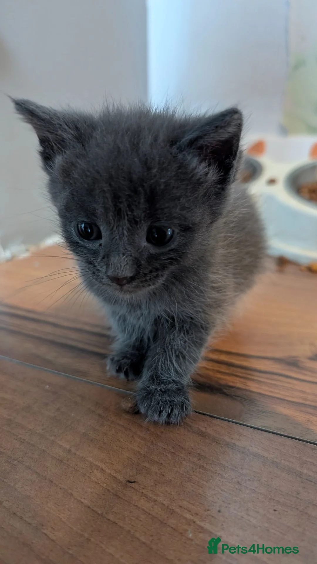 Maine Coon cats for sale: Beautiful Maine Coon/Bengal kittens in Wellingborough - Advert 18