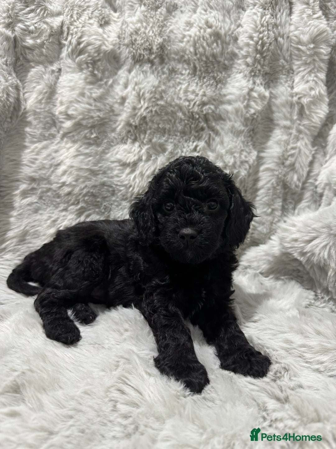 Cockapoo dogs for sale: F2 cockapoo puppies  - Advert 13