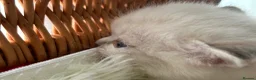 Ragdoll cats for sale: Luxury Blue Point Mitted Ragdoll Kittens - Advert 14