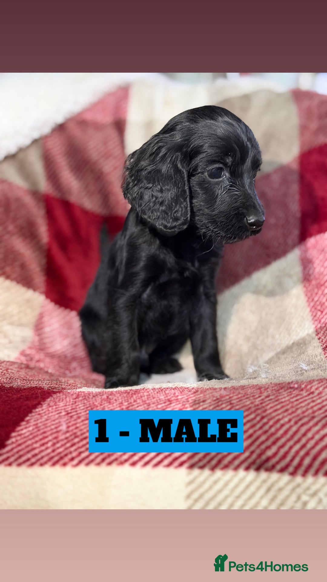 Cockapoo dogs for sale: BEAUTIFUL F2 COCKAPOO PUPPIES - 4 BOYS AND 4 GIRLS - Advert 6