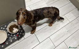 Dachshund dogs for sale: REHOME - Image 1