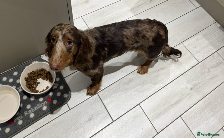 Dachshund dogs - Advert 10