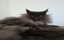 Maine Coon cats for stud: !!Championship maine coon stud!! - Image 2